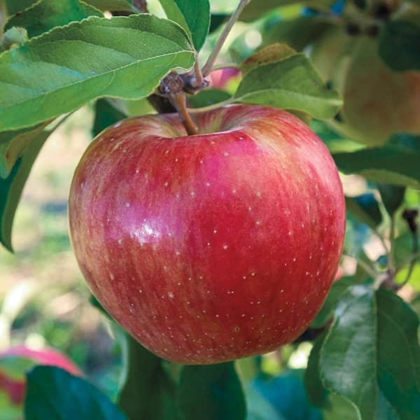 Garden & Grove 3 ft. Honeycrisp Apple Tree with Large Delicioulsy Sweet  Fruit Perfect for Eating Fresh FTAP201 - The Home Depot