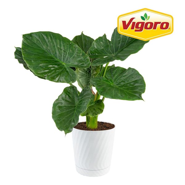 Grower's Choice Indoor Alocasia Elephant Ear Plant in 10 in. White Decor Planter, Avg. Shipping Height 1-2 ft. Tall