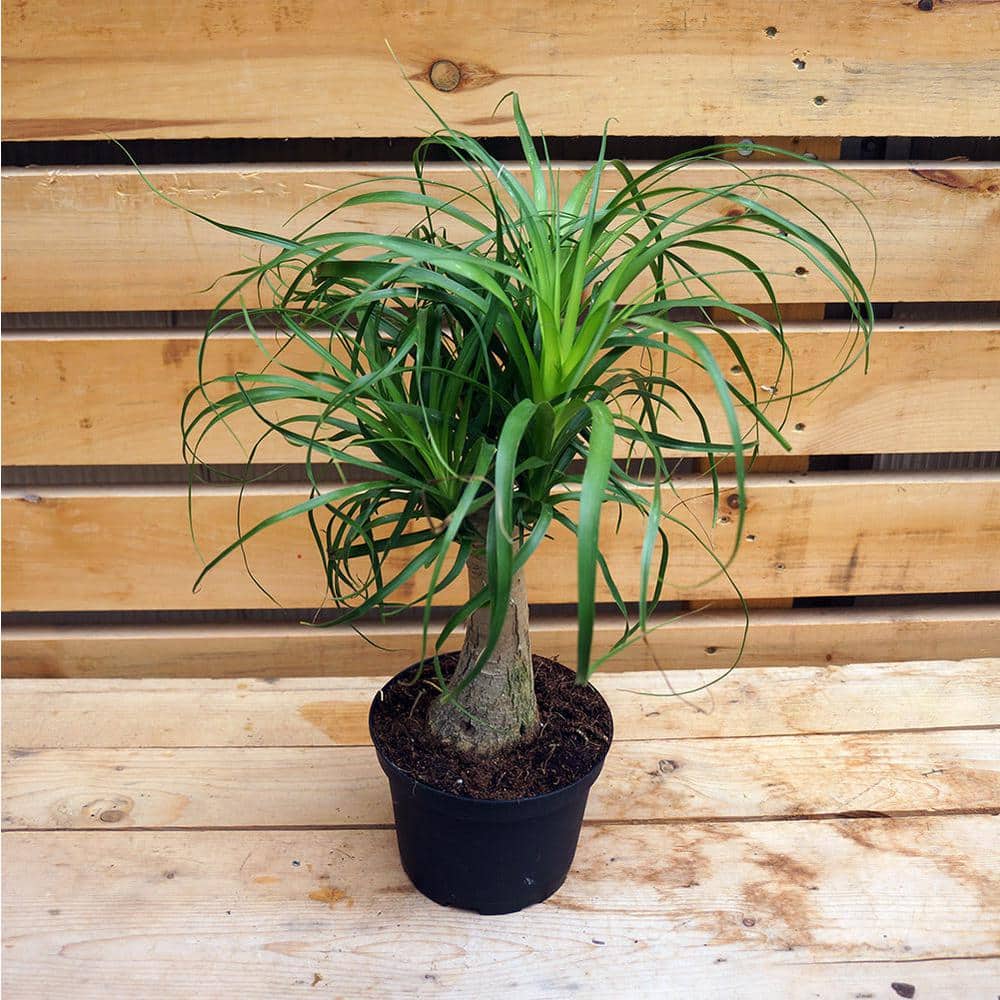 Ponytail Palm 6" Indoor/Outdoor Succulent with Sandy Soil