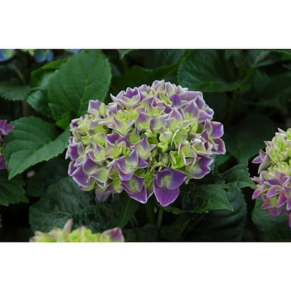 national PLANT NETWORK 2.5 Qt. Wisteria Amethyst Falls Flowering Shrub with  Purple Flowers HD1105 - The Home Depot