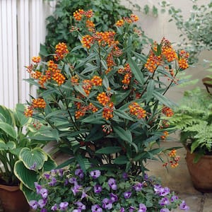 Support The Monarchs Asclepias Gay Butterfly Mixture Roots (3-Pack)