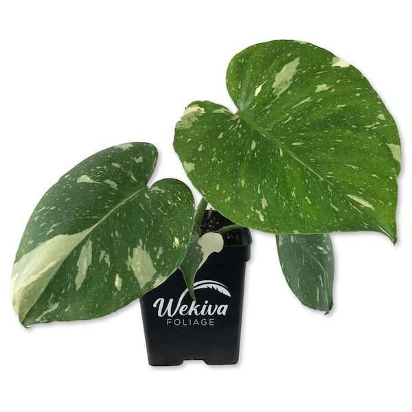 Wekiva Foliage Thai Constellation Monstera - Live Plant in A 4 in. Nursery Pot - Houseplant Connoisseur Collection