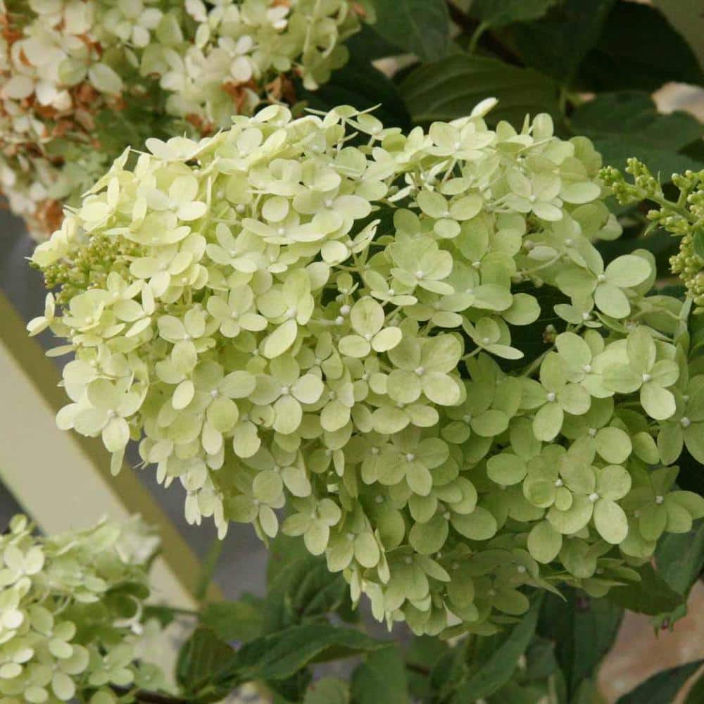 1 gal. Pot Limelight Hydrangea Live Potted Flowering Shrub (1-Pack) price history on PriceWatchPro