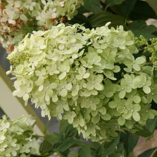 Spring Hill Nurseries 3 Gal. Pot, Limelight Hydrangea Potted Deciduous Flowering Shrub (1-Pack)