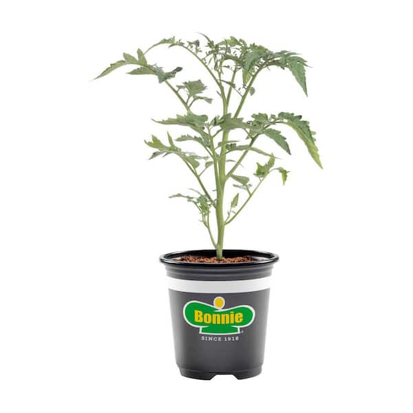 Bonnie Plants 12 oz. Sun Sugar Yellow Cherry Tomato, Live Plant