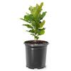 Unbranded 1 Gal. Pink Ann Japanese Magnolia Flowering Tree MAGANN01G