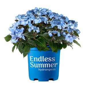 2 Gal. Pop Star Hydrangea Shrub with Blue or Pink Lacecap Flowers