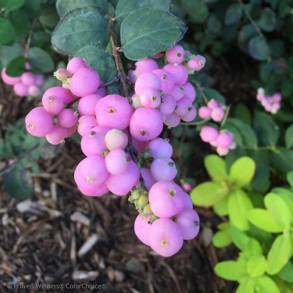 1 Gal. Proud Berry Pink Coralberry (Symphoricarpos) Live Flowering Shrub with Pink-White Flowers