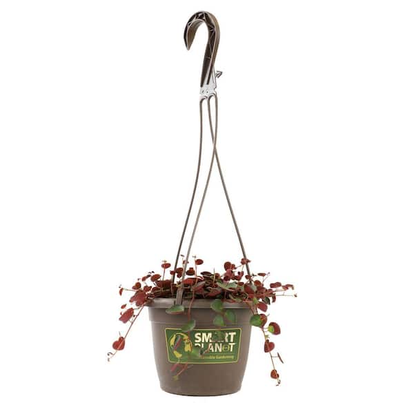 6 in. Peperomia Ruby Cascade Hanging Basket