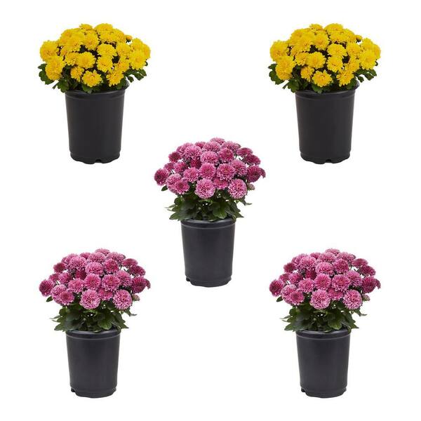 METROLINA GREENHOUSES 1.5 PT. Mum Chrysanthemum Yellow and Purple Combo ...