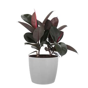 Burgundy Rubber Plant Live Ficus Elastica Indoor Outdoor Plant in 10 inch Premium Sustainable Ecopots White Grey Pot