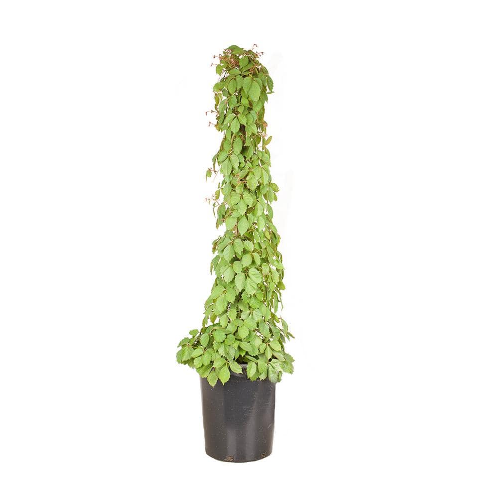 "#5 Container Boston Ivy Perennial Vine Plant" price history on PriceWatchPro