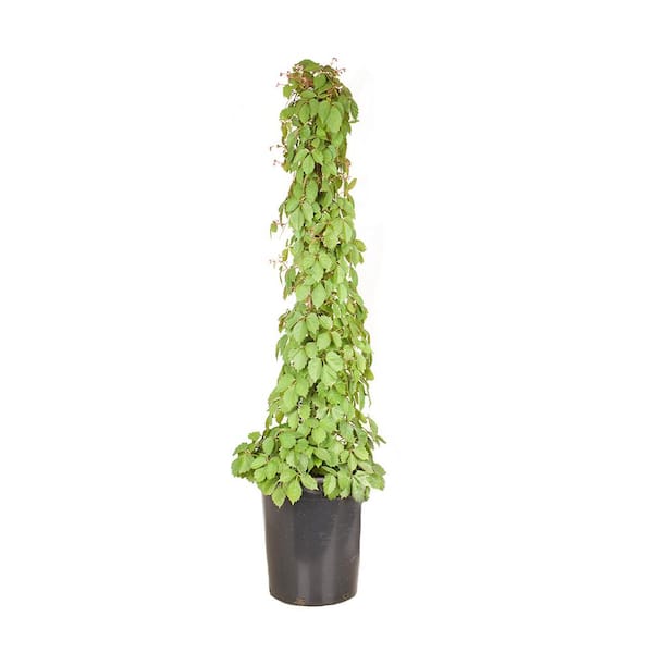 Alder & Oak #5 Container Boston Ivy Perennial Vine Plant