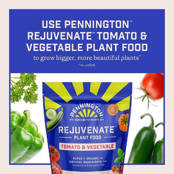 Pennington 4 in. Super Sweet Genovese Basil 6 Pack PVBAS4GEN4PK