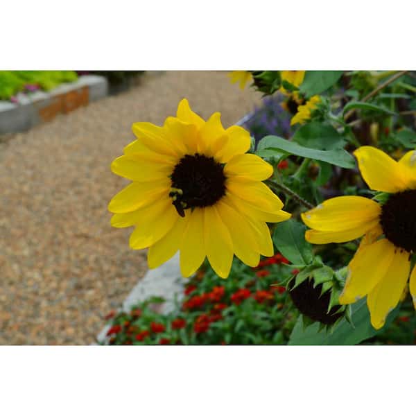 Sunflower Window Thermometer Small