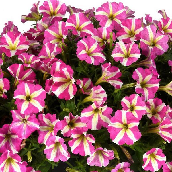♡ Petunia EASY WAVE 2.5 in. Neon Rose Easy Wave Petunia Annual Plant