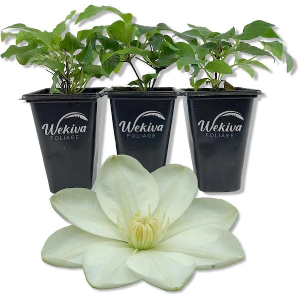 Wekiva Foliage Clematis Guernsey Cream-3 Live Starter Plants in 2 in. Growers Pots-Starter Plants Ready for The Garden-Clematis