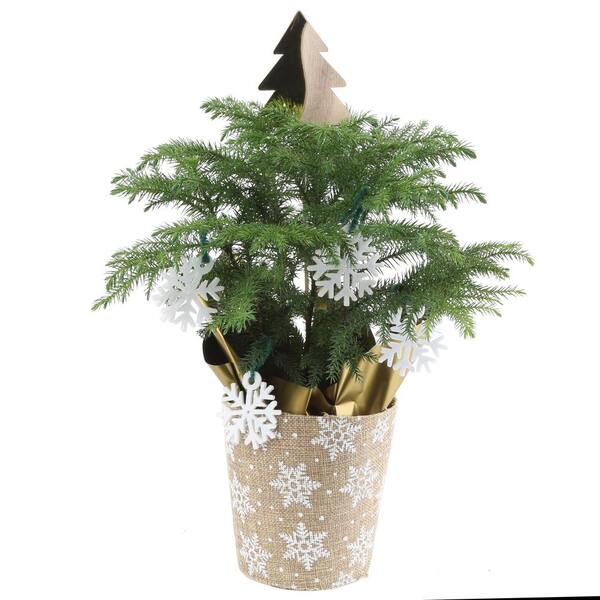 Costa Farms 4 In Fresh Norfolk Island Pine In Burlap Pot 4norfolkburlap The Home Depot