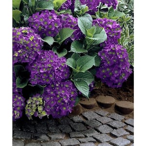 2 Gal. Hydrangea Violet Crown Shrub with Purple Flowers