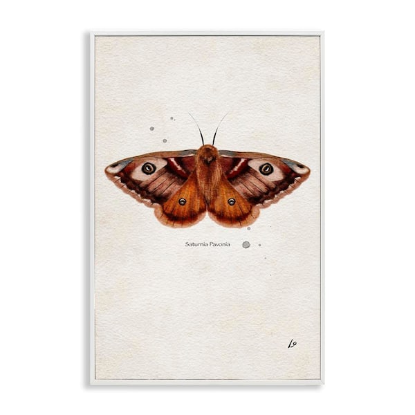 Stupell Industries Scientific Orange Moth by Lydia Orange White Framed Animal Giclee Art Print 30 in. x 20 in.