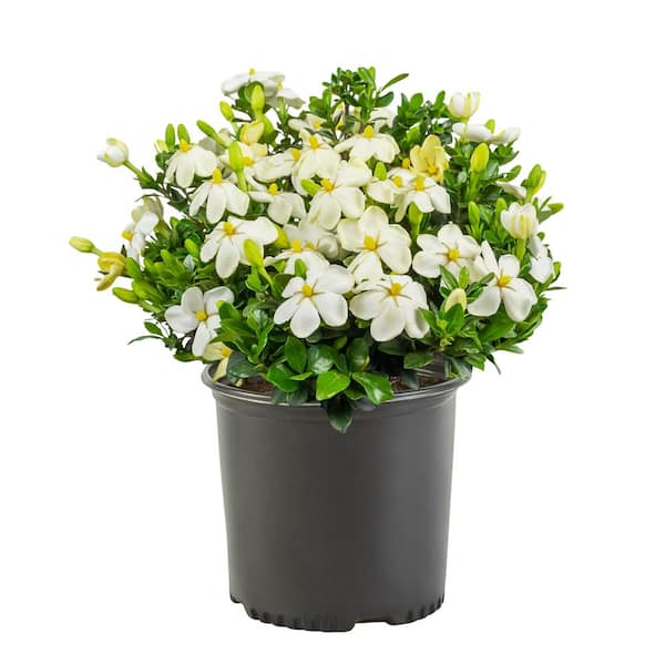 Unbranded 2.25 Gal. Gardenia Kleim's Hardy Shrub with White Flowers