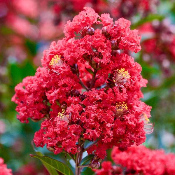 Spring Hill Nurseries Enduring Summer Red Flowering Crape Myrtle, Dormant Bare Root Starter Flowering Shrub (1-Pack)