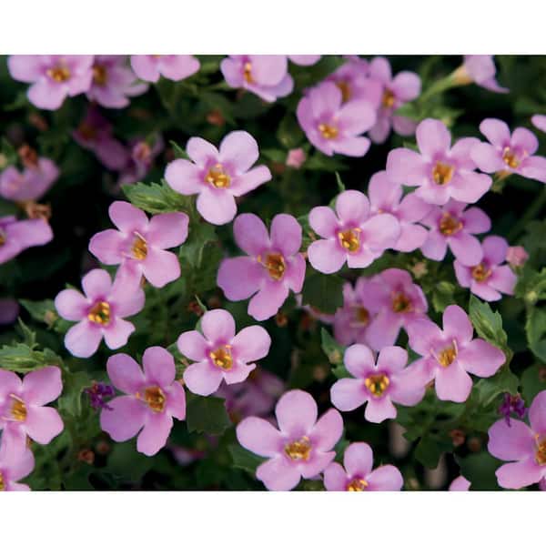 PROVEN WINNERS Snowstorm Pink Bacopa (Sutera) Live Plant, Pink Flowers, 4.25 in. Grande, 4-pack