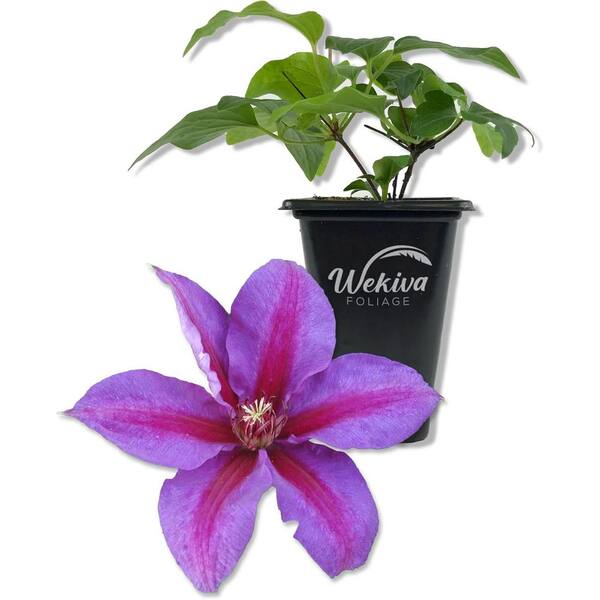 Wekiva Foliage Clematis Mrs N Thompson-Live Starter Plant in a 2 Inch Growers Pot-Starter Plants Ready for The Garde
