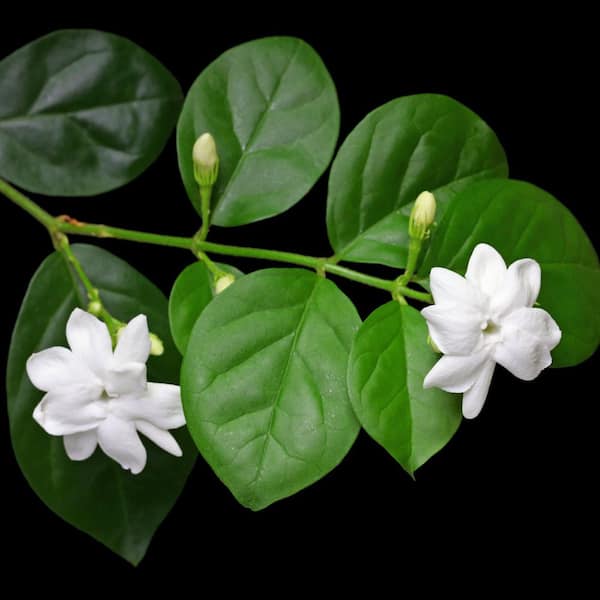 national PLANT NETWORK 4 in. Sambac Jasmine Plant (3-Pack) HD3318