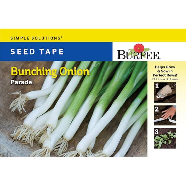 Seed Tape Onion Bunching Parade Seed