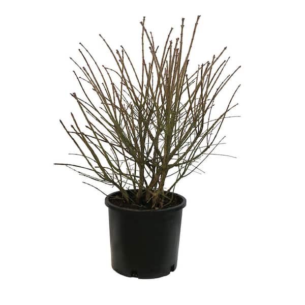 Unbranded 3.58 Gal. Euonymus A. Compacta Burning Bush #5 - Shrub