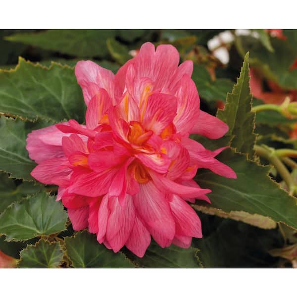 PROVEN WINNERS 4-Pack, 4.25 in. Grande Funky Pink (Begonia) Live Plant, Pink Flowers