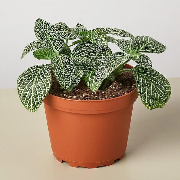 Wekiva Foliage White Fittonia Nerve Plant-Live Plants in a 3 Inch Growers Pot-Fittonia Albivenis-Tropical Beauty Mosaic Foliage