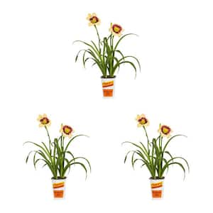 2 Qt. Daylily Blackthorne Red and Yellow Bicolor Perennial Plant (3-Pack)