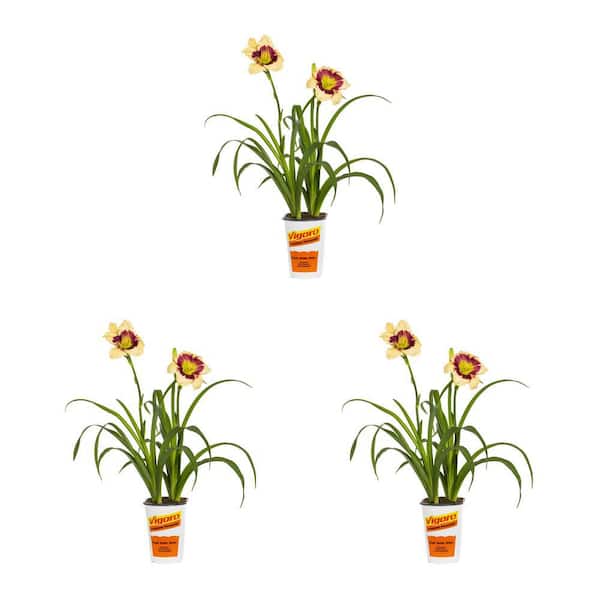 Vigoro 2 Qt. Daylily Blackthorne Red and Yellow Bicolor Perennial Plant (3-Pack)