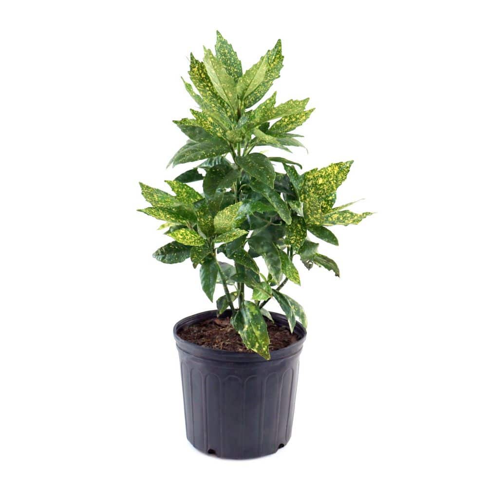 【kobe plants】 national PLANT NETWORK 3 gal. Acuba Gold Dust Live Shrub
