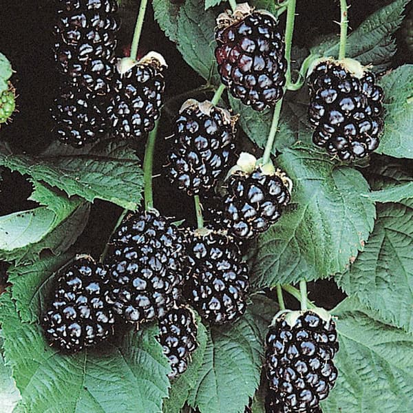 Gurney's Sweetie Pie Blackberry Dormant Bare Root Fruiting Starter Plant (1-Pack)