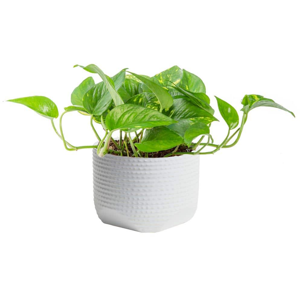 Reviews for Vigoro Pothos Indoor Plant in 6 in. White Ceramic Planter ...