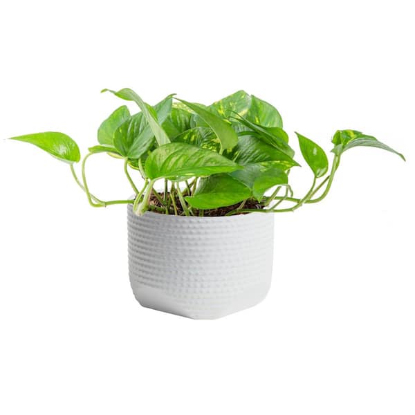 Pothos Indoor Plant in 6 in. White Ceramic Planter, Avg. Shipping Height 1-2 ft. Tall