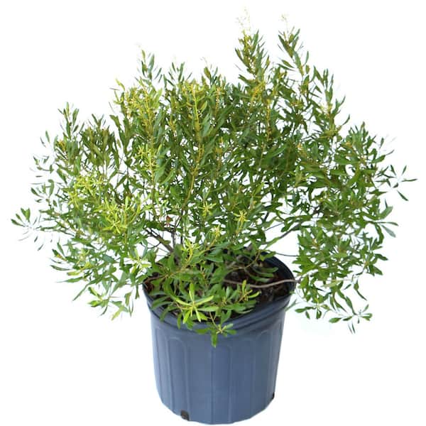 2.25 Gal. Dwarf Wax Myrtle Shrub