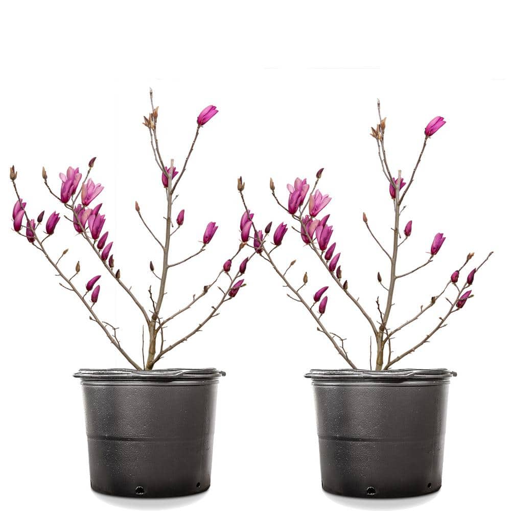 #7 Ann Magnolia (2-Pack)