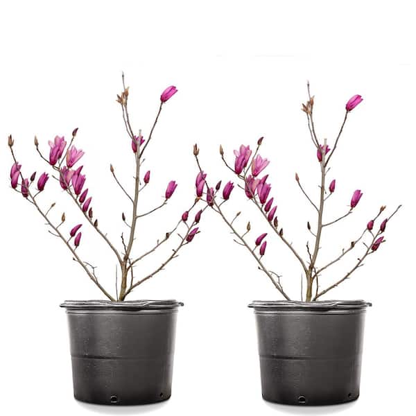 Unbranded #7 Ann Magnolia (2-Pack)