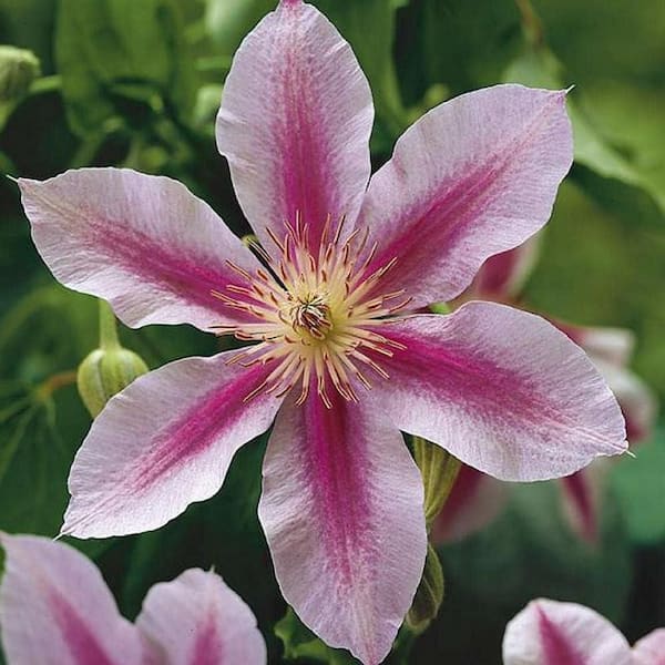 Wekiva Foliage Clematis Piilu Little Duckling-3 Live Plants in 4 in. Growers Pots-Clematis Piilu Little Duckling-Violet and Pink