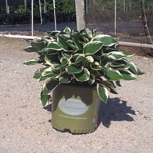 3 Gal. Patriot Perennial Hosta, Dark Green Leaves with Bold White Margins