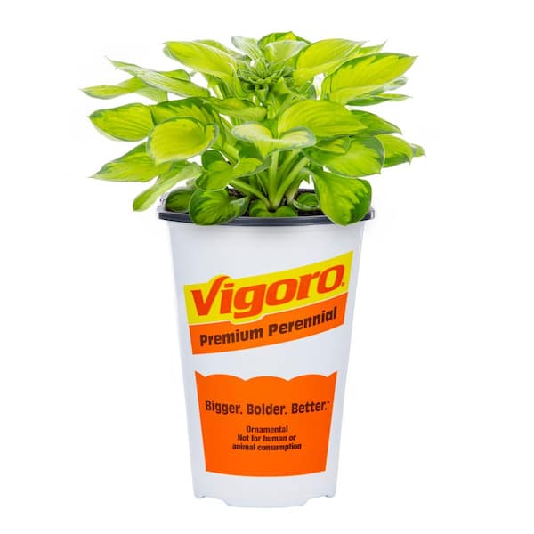 2 QT Hosta 'Rainforest Sunrise' Perennial Plant