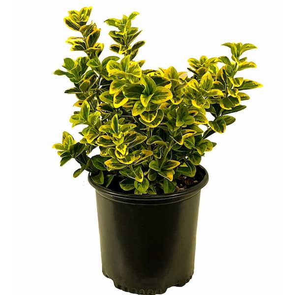 Unbranded 2.5 qt. Golden Euonymus (Euonymus J. 'Aureo-marginatus') Evergreen Shrub with Yellow-Green Variegated Foliage (1-Each)