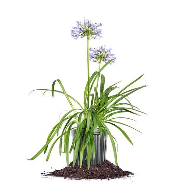Blue Flowering Agapanthus Shrub in 1 Gal. Grower's Pot