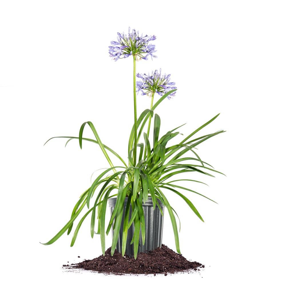Blue Flowering Agapanthus Shrub in 1 Gal. Growers Pot