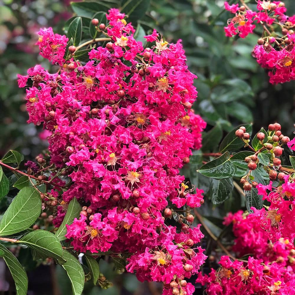 3 Gal. Tonto Deep Pink Crape Myrtle