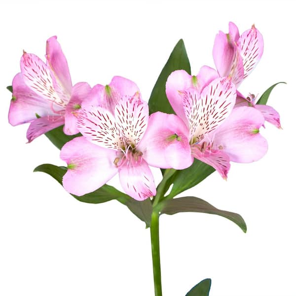 Globalrose Fresh Pink Alstroemeria Flowers (100 Stems - 400 Blooms)